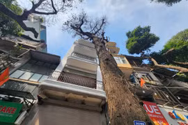 Những nghi vấn quanh vụ 3 cây sao đen chết trước nhà mới xây