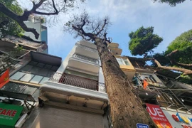 Những nghi vấn quanh vụ 3 cây sao đen chết trước nhà mới xây