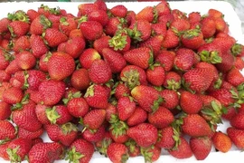 Vì sao dâu tây giá rẻ tràn ngập chợ?