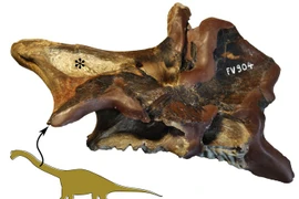 Phát hiện cơ chế hô hấp kỳ lạ của khủng long: Thở thông qua xương