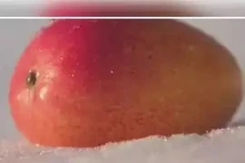 Xoài “mặt trời trong tuyết” hơn 5 triệu/quả được trồng thế nào?