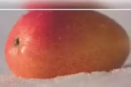 Xoài “mặt trời trong tuyết” hơn 5 triệu/quả được trồng thế nào?