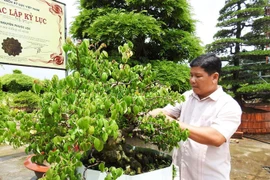 Bỏ ngang trường Bách Khoa, chàng trai Đồng Tháp thành đại gia, chủ vườn kiểng trăm tỷ