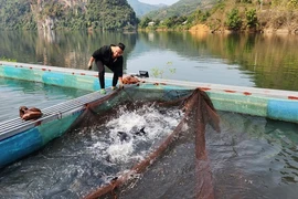 Nuôi cá đặc sản, 9X Lai Châu bắt bán thu gần 1 tỷ/năm 