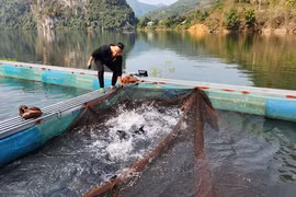 Nuôi cá đặc sản, 9X Lai Châu bắt bán thu gần 1 tỷ/năm 