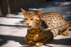 Bóc giá những loài mèo đắt đỏ nhất thế giới 