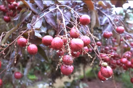 Sự thật về nhãn tím chỉ có ở Việt Nam, giá cao “ngất ngưởng” được săn lùng