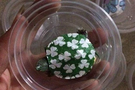 Cận cảnh loài rùa cảnh “giá bèo” bán tràn lan trên mạng 