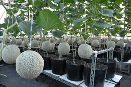 Mướt mắt vườn dưa lưới hữu cơ trên sân thượng giữa Sài Gòn