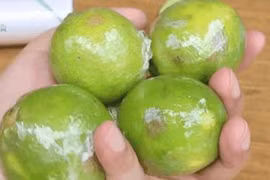 Bảo quản chanh tươi cả tháng không hỏng, giúp các F0 luôn có để dùng