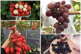 Vườn trái cây trĩu quả trên sân thượng 50m2 của mẹ 8X ở Thái Bình