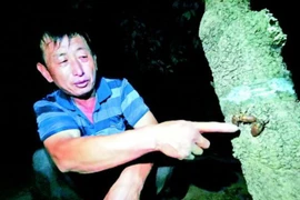 Cả làng kiếm 16 tỷ nhờ nuôi loài kêu đinh tai nhức óc