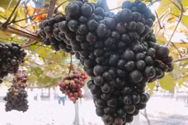 3 vườn nho lạ “hốt” bạc triệu ở Việt Nam