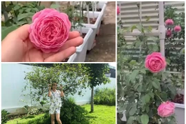 Vườn hồng tuyệt đẹp trong biệt thự của Ốc Thanh Vân