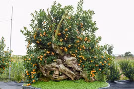 Chiêm ngưỡng quất ghép gỗ lũa trăm triệu phục vụ đại gia chơi Tết