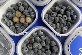 Việt quất giá rẻ đổ bộ thị trường, chị em tranh thủ đặt mua 