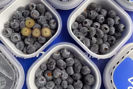 Việt quất giá rẻ đổ bộ thị trường, chị em tranh thủ đặt mua 