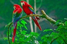 Độc lạ trang trại chim quý tộc tiền tỷ giữa Hà Nội