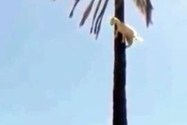 Clip: Dê bị “thần khỉ nhập”, trèo lên cây cọ cao chót vót 