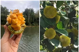 Mít rừng giá hàng trăm nghìn mỗi ký có gì đặc biệt?