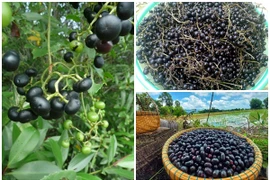 3 quả dại đen xì rụng đầy gốc bỗng hóa đặc sản “hốt bạc“