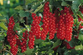 4 loại quả mọc dại, về Việt Nam đắt “cắt cổ” khách vẫn tranh nhau mua