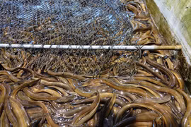 Khởi nghiệp thất bại, quyết thi đại học về nuôi vạn con lươn, lãi tiền tỷ