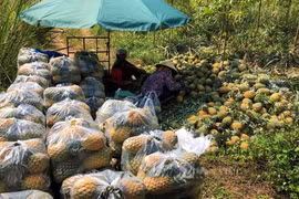 Trồng dứa “nữ hoàng”, dân nơi này vừa được mùa lại trúng giáa