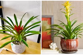 Cách trồng dứa cảnh nến khiến dân văn phòng phát cuồng