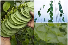 Bán lá sương sâm thu 2 tỷ mỗi năm của bác nông dân Quảng Nam 