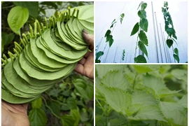 Bán lá sương sâm thu 2 tỷ mỗi năm của bác nông dân Quảng Nam 