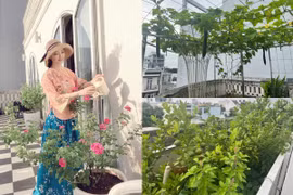 Hoa hậu Giáng My khoe khu vườn ngập hoa trái trong nhà