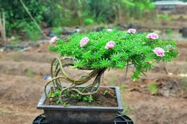 Cây mọc bờ rào lên chậu thành bonsai vài chục triệu đồng