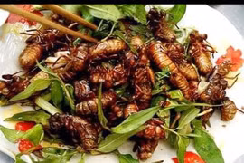 Dân nhậu lùng mua ve sầu non giá nửa triệu đồng/kg