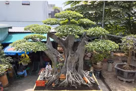 Choáng váng cây cảnh “đệ nhất trời nam” giá 60 tỷ đồng