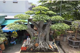 Choáng váng cây cảnh “đệ nhất trời nam” giá 60 tỷ đồng