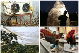 Thú vị muôn kiểu chống rét cho cây cảnh và động vật chờ đón Tết 