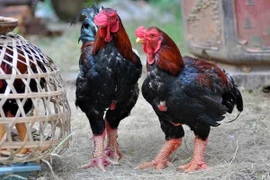 Gà “chân to” của Việt Nam “gây bão” báo nước ngoài đắt cỡ nào?