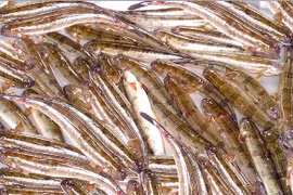 Vì sao giá cá kèo tăng mạnh dịp cận Tết?