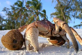 Giật mình loài cua nhìn như “quái vật” giá 10 triệu đồng/con 