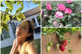 Mỏi mắt ngắm khu vườn ngập hoa trái của Kim Hiền tại Mỹ