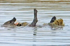 Du khách “tròn mắt” lần đầu chứng kiến linh cẩu biết... bơi ngửa