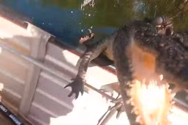 Thót tim khoảnh khắc cá sấu nước mặn lao lên thuyền đánh cá