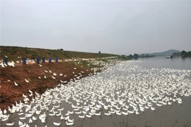 Cầm 2 bằng đại học về quê, chiều chiều lùa đàn vịt trắng ra đồng