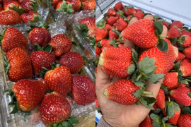  Bật mí mẹo phân biệt dâu tây Mộc Châu với dâu Trung Quốc