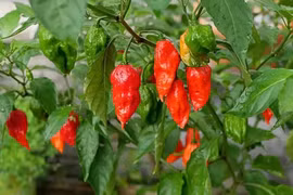 Ớt mọc bờ rào “hóa” đặc sản 300.000 đồng/kg không đủ bán