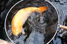 Cá chép vàng được trả 1,4 tỷ đồng, chủ nhân vẫn từ chối