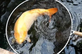 Cá chép vàng được trả 1,4 tỷ đồng, chủ nhân vẫn từ chối