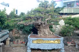 Chiêm ngưỡng cây lộc vừng chưa hoàn thiện, đại gia “tranh nhau mua“