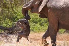 Vì sao voi mang xác con non đã chết trong nhiều ngày?